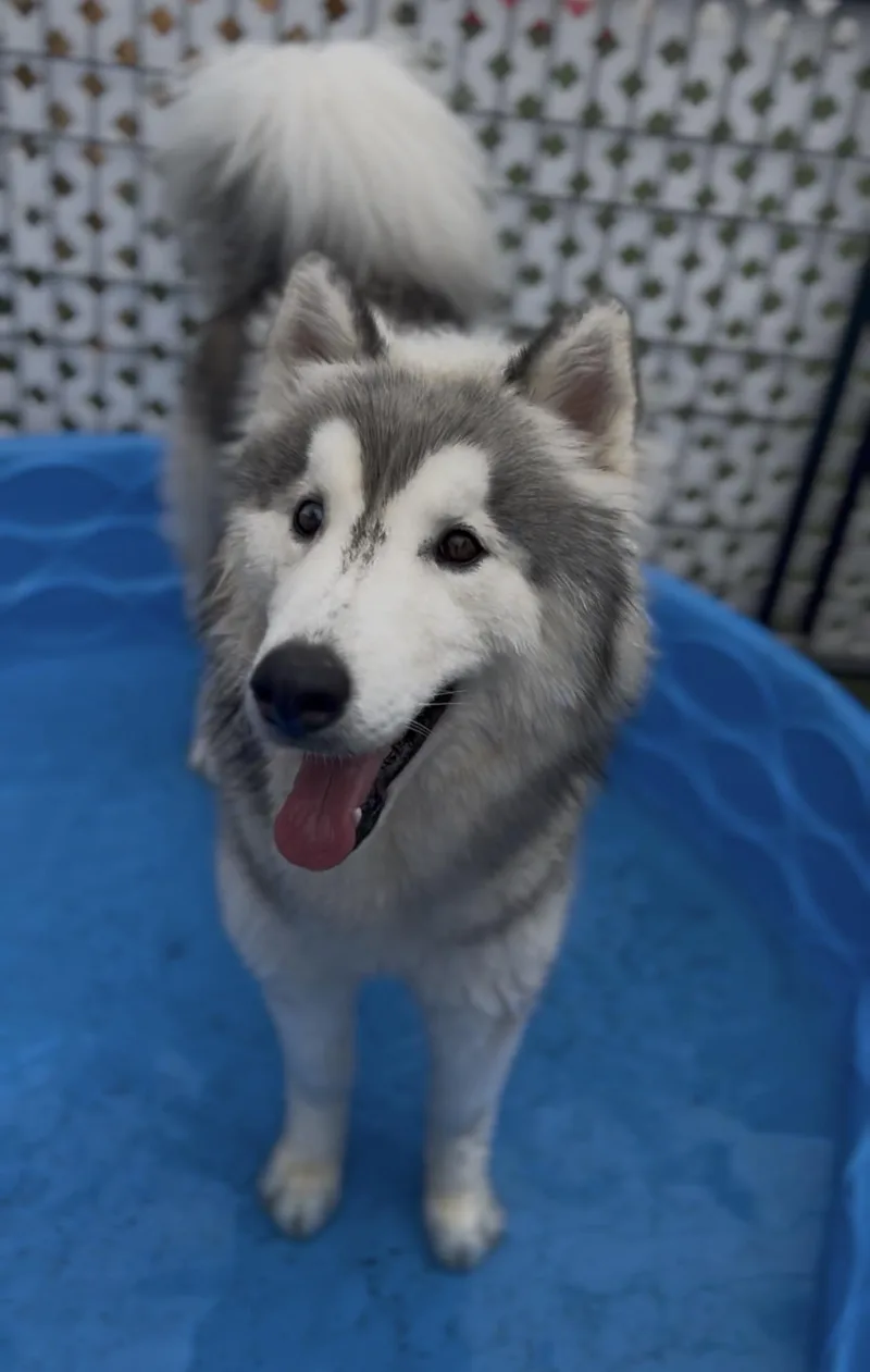 Koda thumbnail 2