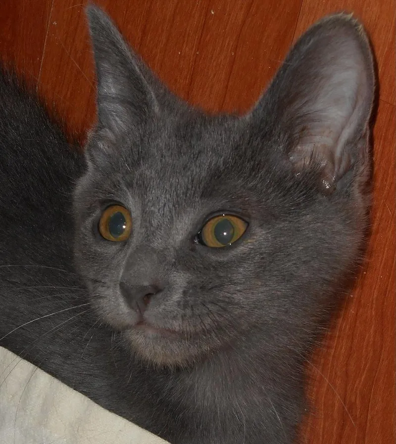 A baby medium-sized male Gray / Blue / Silver Russian Blue cat named Rockin for adoption in North Highlands, CA