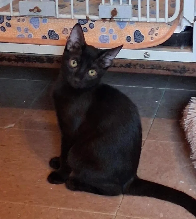 A baby medium-sized female Domestic Short Hair cat named Starburst for adoption in Marianna, FL