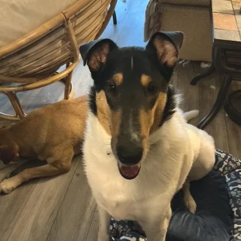 An adult large-sized male White / Cream Smooth Collie dog named Odin for adoption in Chaska, MN