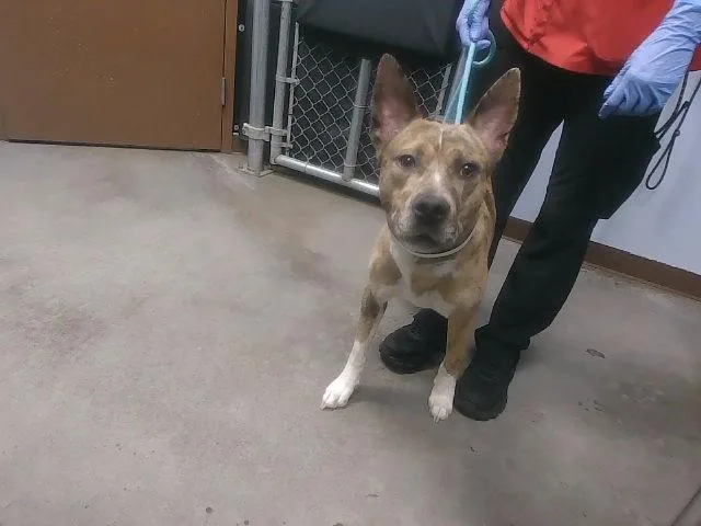 An adult large-sized male Pit Bull Terrier dog named Pete for adoption in Phoenix, AZ