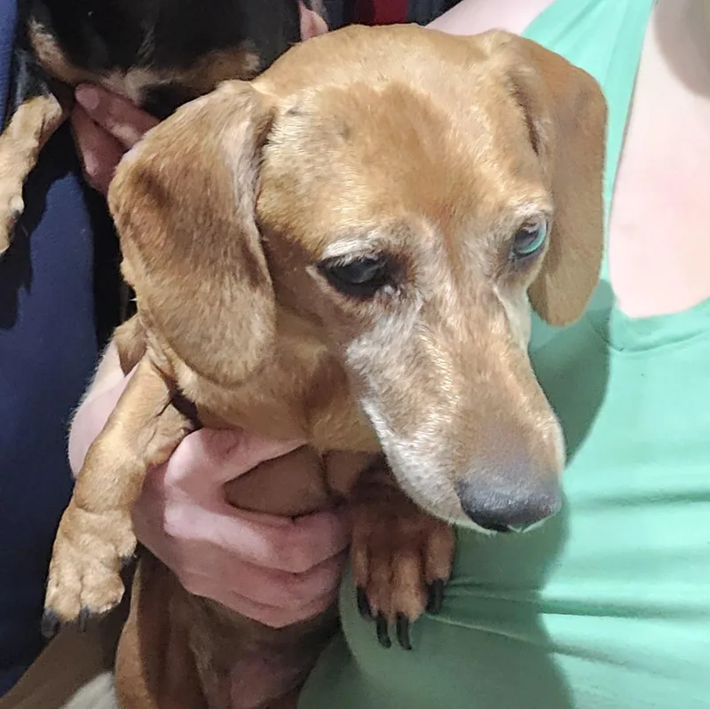 An adult small-sized female Yellow / Tan / Blond / Fawn Miniature Dachshund dog named Gracie MORE PICS COMING for adoption in Athens, AL