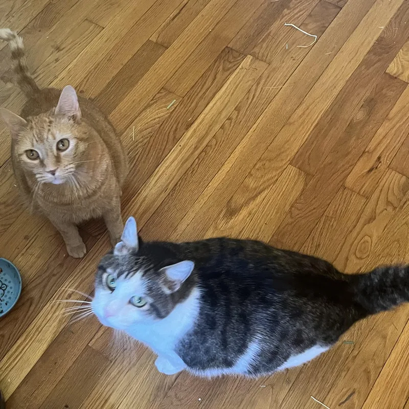 Ozzie & Sweetie thumbnail 2