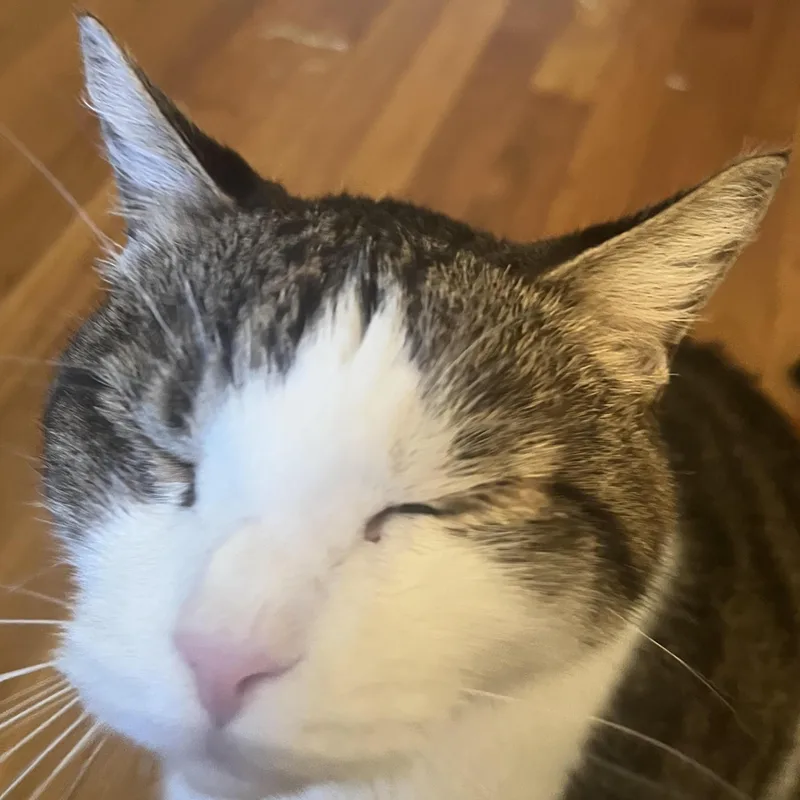 Ozzie & Sweetie thumbnail 3