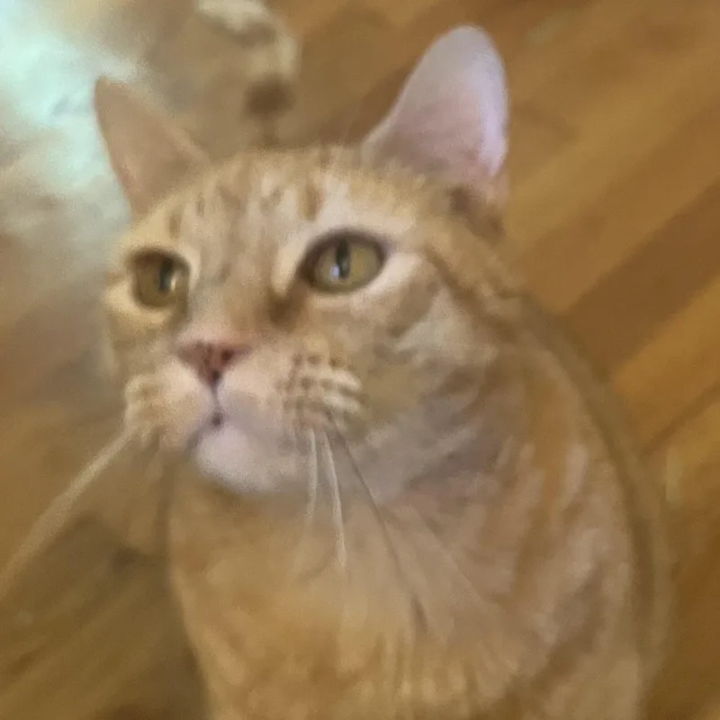 Ozzie & Sweetie thumbnail 5