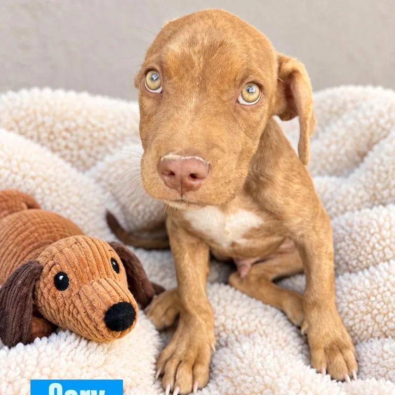 A baby medium-sized male Mixed Breed dog named Cory for adoption in Henderson, NV