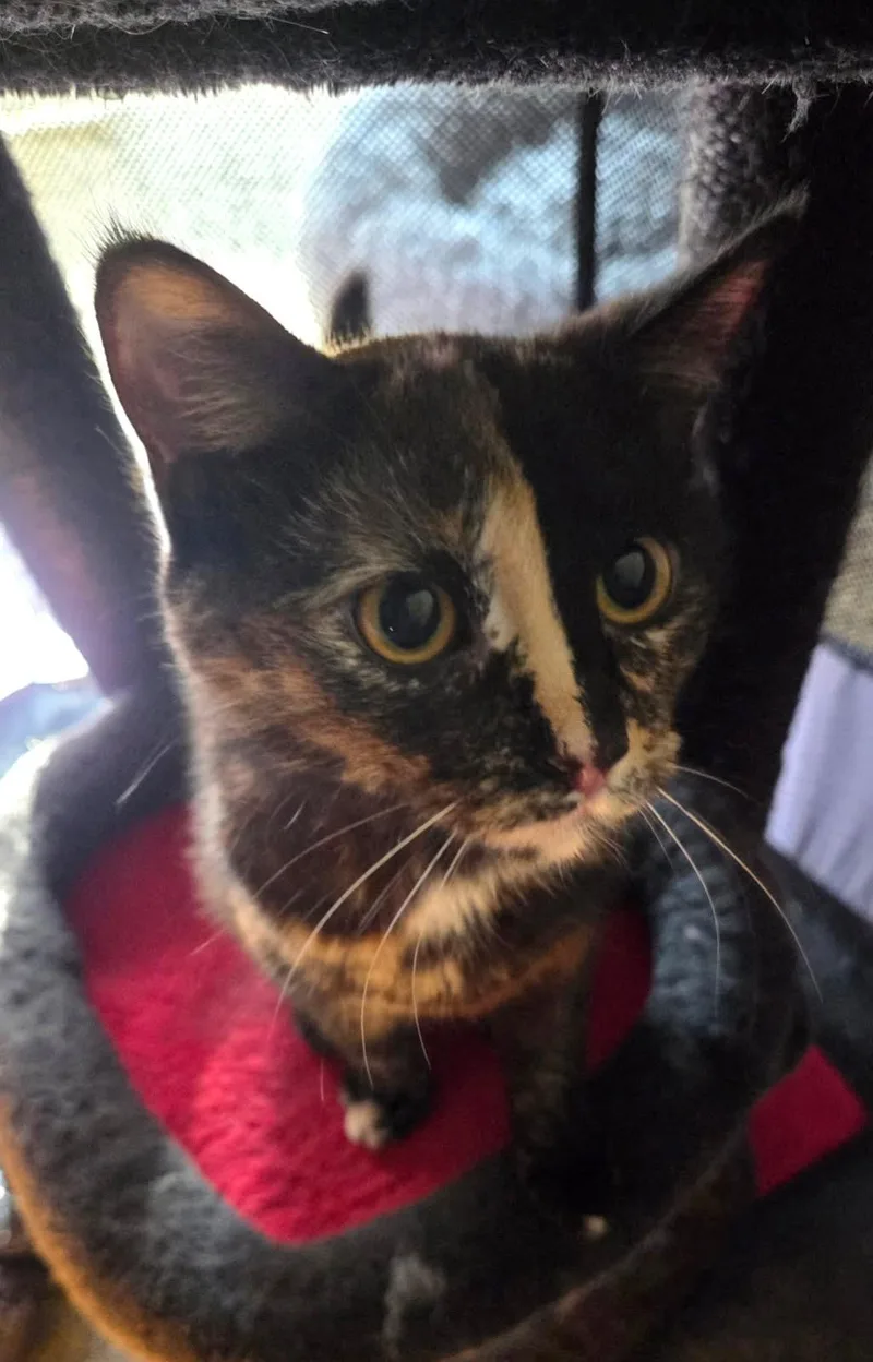 A young medium-sized female Tortoiseshell Domestic Short Hair cat named Artemis for adoption in Sioux Falls, SD