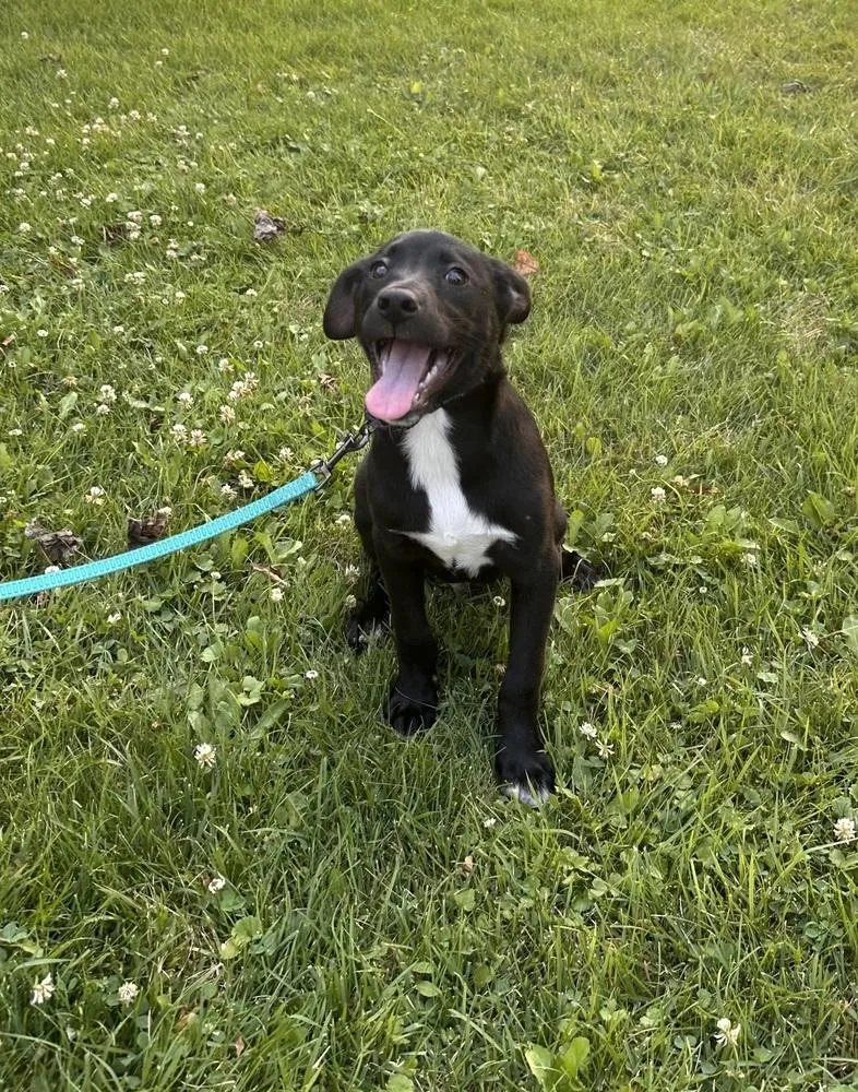 A baby medium-sized male Pit Bull Terrier dog named Crosby for adoption in Irwin, PA