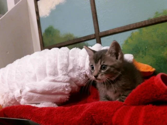 A baby small-sized male Domestic Short Hair cat named Cecilia for adoption in Houston, TX