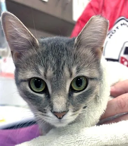 An adult medium-sized female Domestic Short Hair cat named Robin for adoption in Fishers, IN