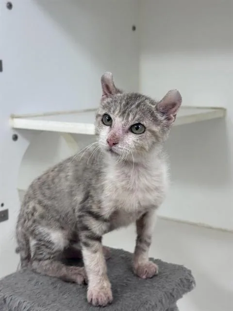 A baby small-sized female Domestic Short Hair cat named Blossom for adoption in Santa Barbara, CA