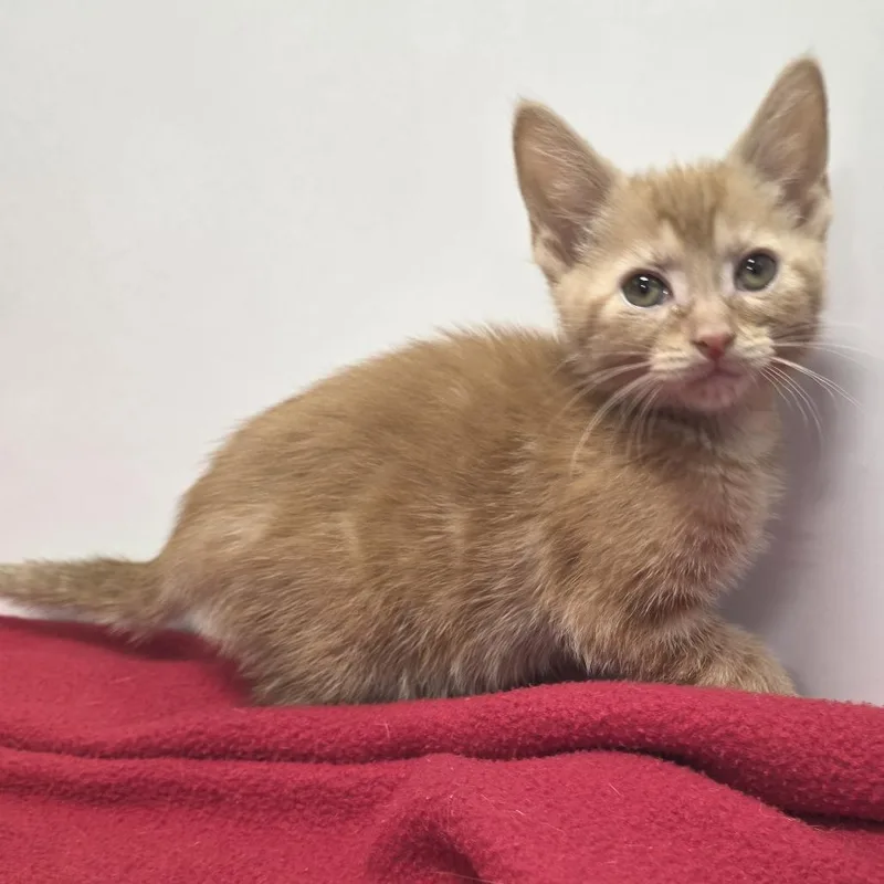 A baby small-sized female Orange / Red Domestic Short Hair cat named Daylily for adoption in Fort Wayne, IN