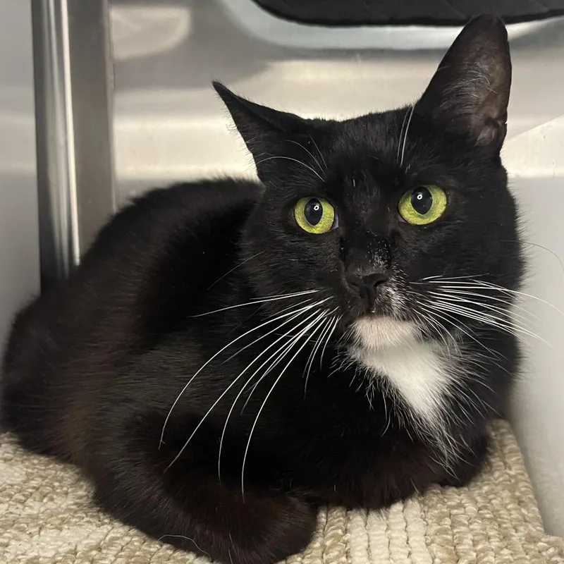 An adult medium-sized female Domestic Medium Hair cat named Primavera for adoption in Los Angeles, CA