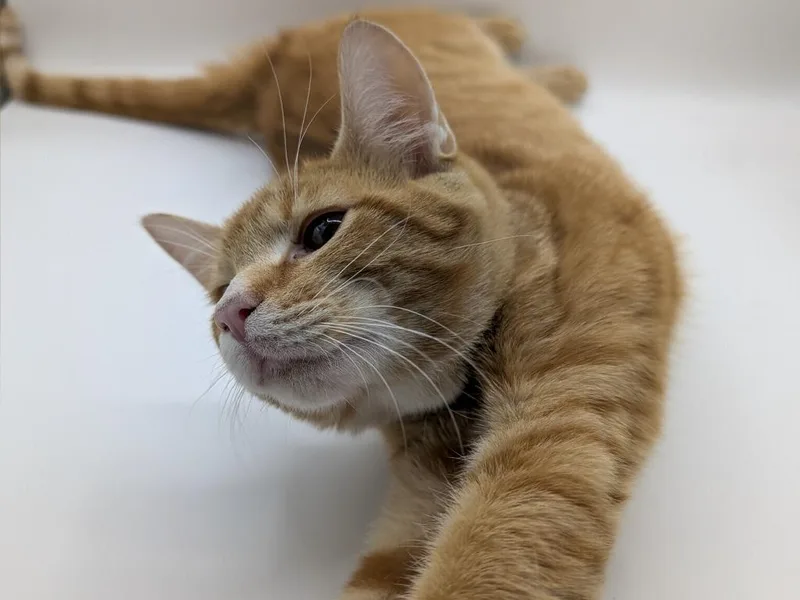 A baby small-sized male Domestic Short Hair cat named Sawyer for adoption in Powell, OH