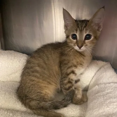 A baby small-sized female Brown / Chocolate Domestic Short Hair cat named Stacie for adoption in West Palm Beach, FL