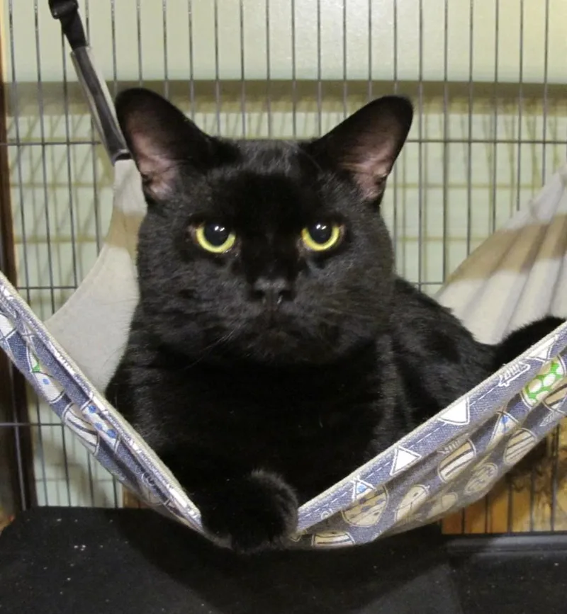 An adult large-sized male Black Domestic Short Hair cat named Beans for adoption in Richmond, VA
