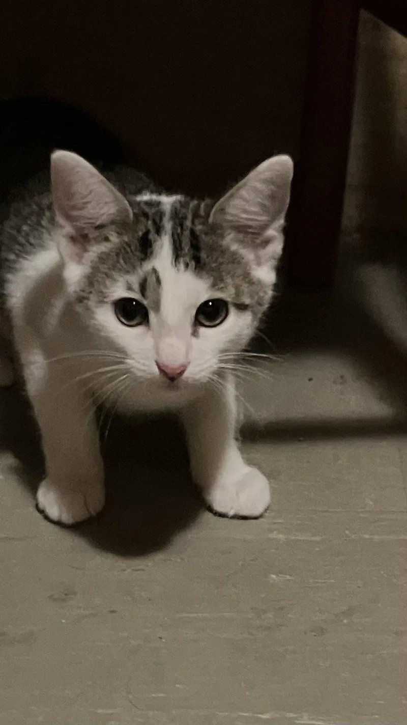 A baby medium-sized female White Domestic Short Hair cat named Loretta for adoption in Herndon, VA