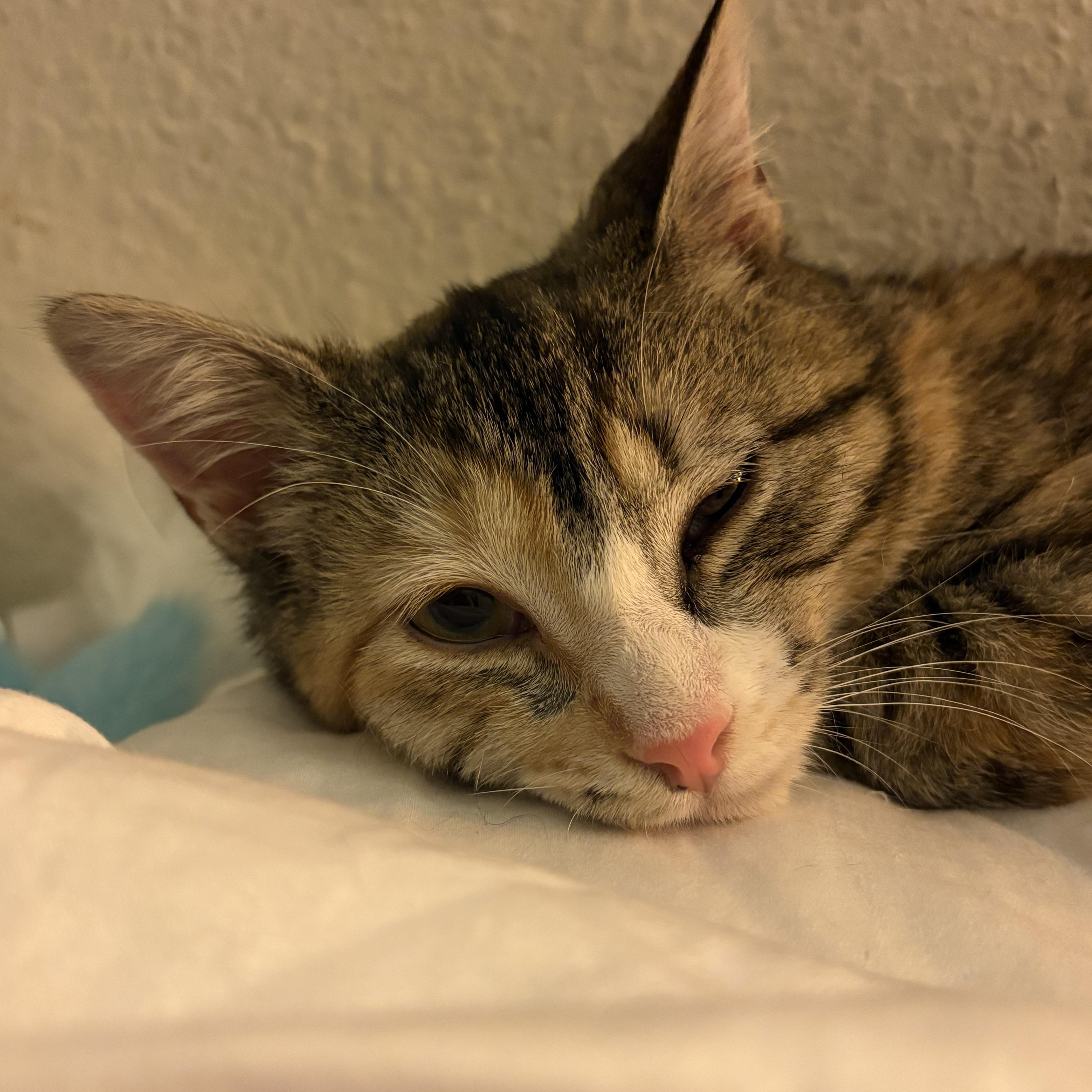 A baby small-sized female Calico American Shorthair cat named Shira: A Quiet  for adoption in Stamford, CT