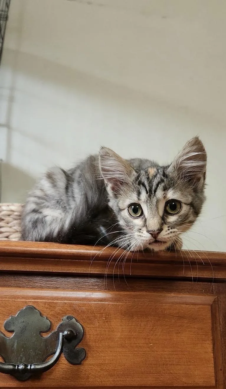 A baby small-sized male Domestic Medium Hair cat named Spud for adoption in Syosset, NY