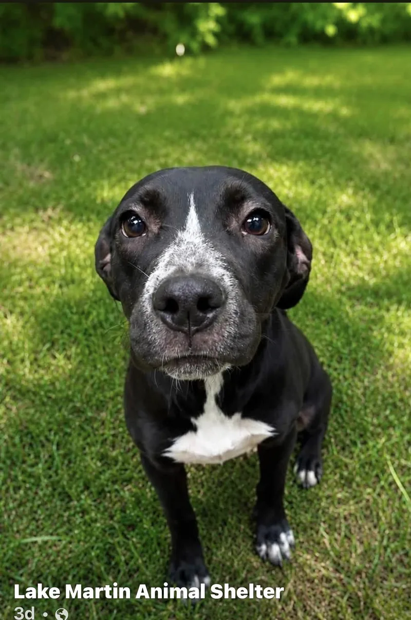 A young medium-sized female Black Hound dog named Mabel for adoption in Alexander City, AL