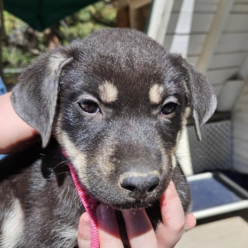A baby small-sized female German Shepherd Dog dog named Cedar Luna for adoption in Lakewood, CO
