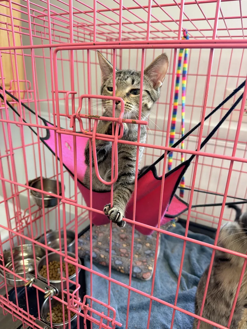 A baby medium-sized male Tabby (Buff / Tan / Fawn) American Shorthair cat named Kesha for adoption in Shrewsbury, MA