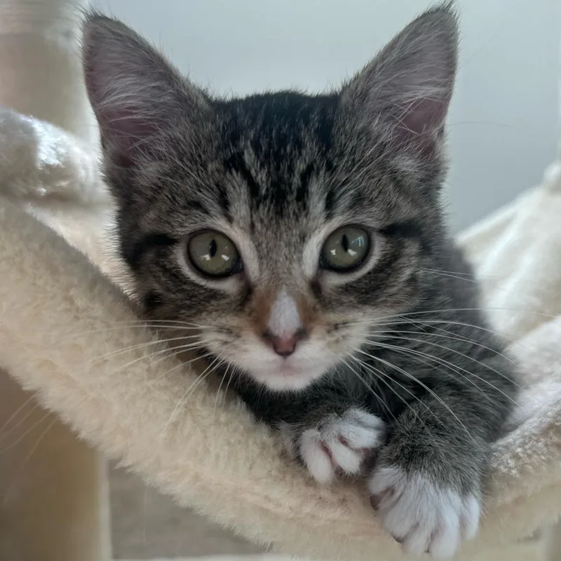 A baby small-sized female Domestic Short Hair cat named Blossom for adoption in Cumming, GA
