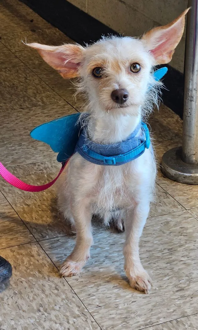 An adult small-sized female White / Cream Terrier dog named Addie for adoption in Selma, CA