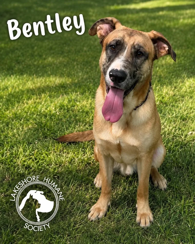 An adult medium-sized male Shepherd dog named Bentley for adoption in Dunkirk, NY