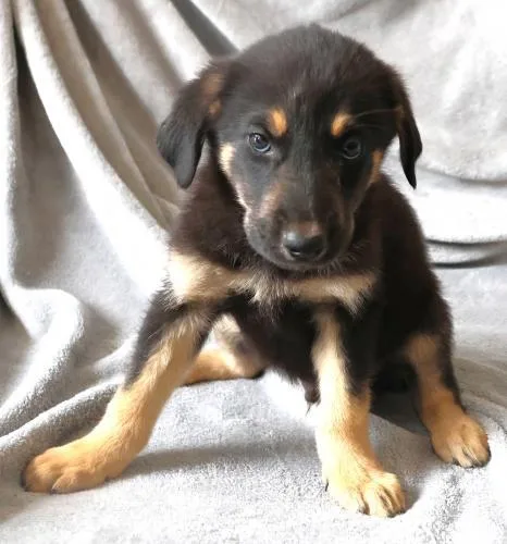 Merlin