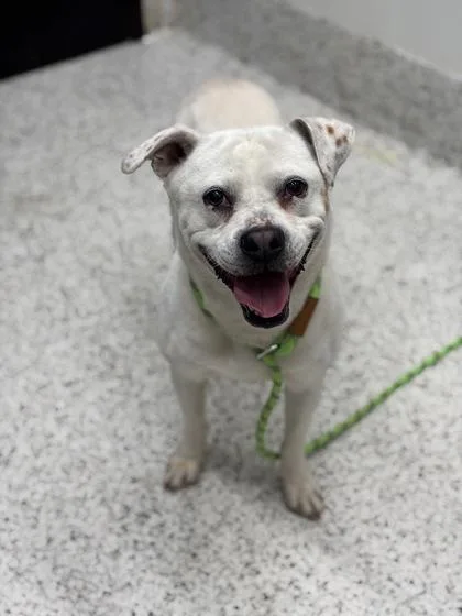 An adult medium-sized male Mixed Breed dog named Nixon for adoption in Atlanta, GA