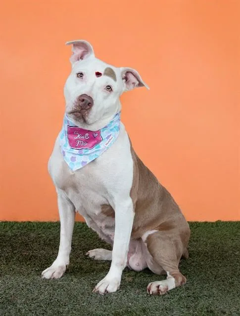 An adult large-sized female Pit Bull Terrier dog named Luna for adoption in Miami, FL