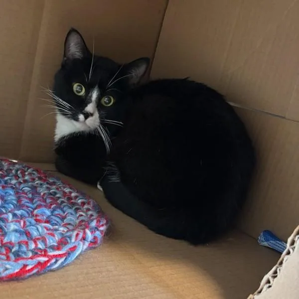 An adult small-sized male Domestic Short Hair cat named Dajuan for adoption in Des Moines, IA
