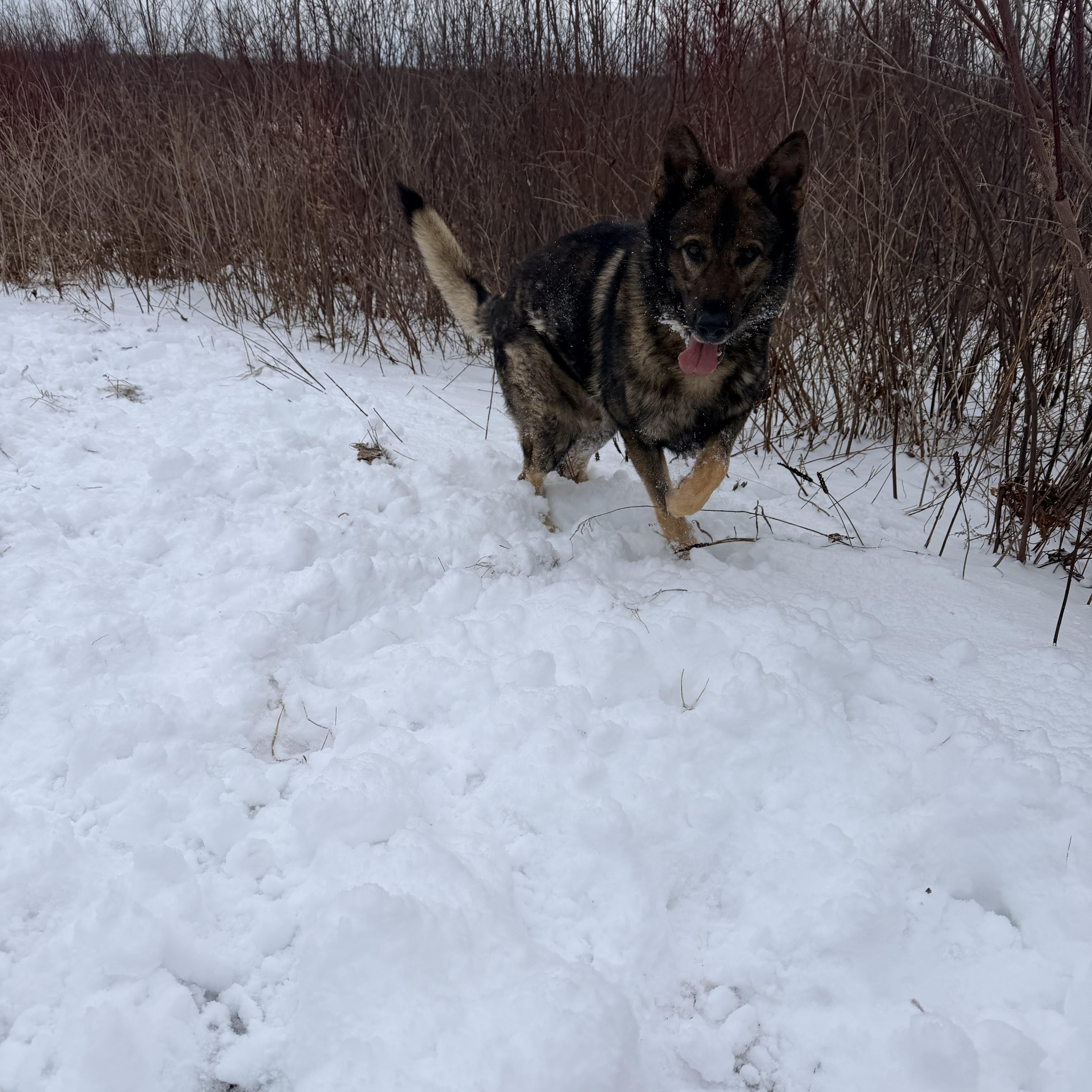 An adult large-sized male German Shepherd Dog dog named Lincoln  Gentle  for adoption in oriskany, NY