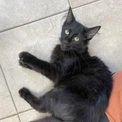 A young large-sized male Black Domestic Long Hair cat named Lil Uzi for adoption in Park Rapids, MN