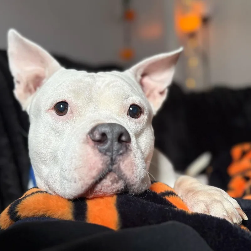 A senior large-sized female White / Cream Mixed Breed dog named Luna for adoption in Chicago, IL