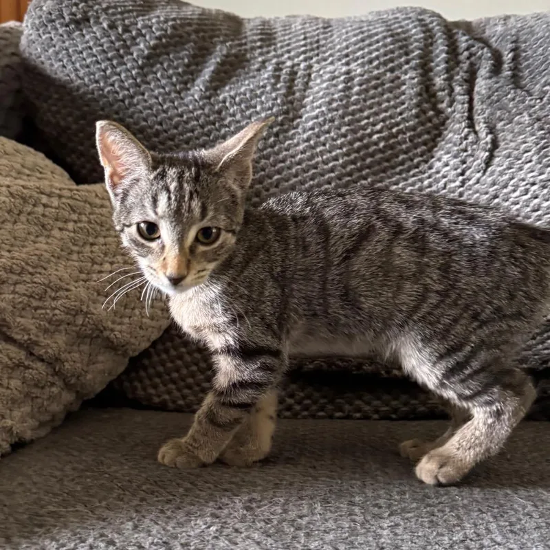 A baby small-sized female Brown / Chocolate Domestic Short Hair cat named Cyndi Lauper for adoption in Roselle, IL