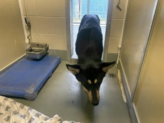 A young large-sized female German Shepherd Dog dog named Autumn for adoption in Santa Cruz, CA