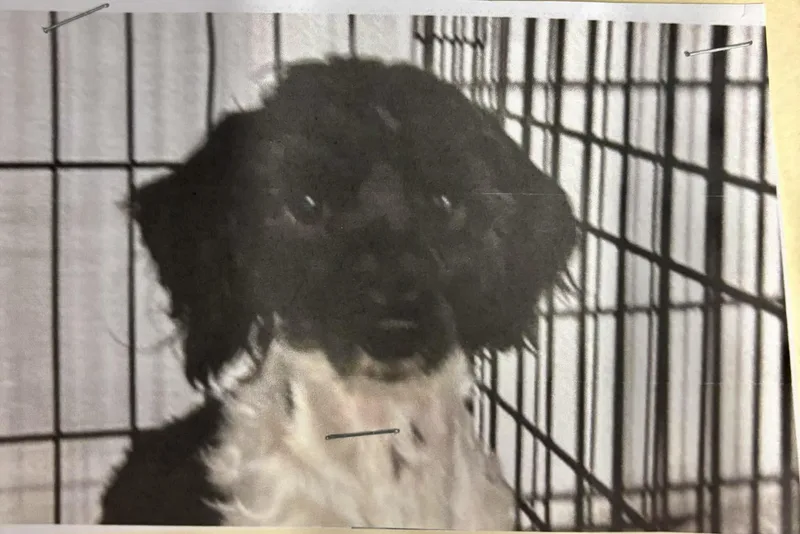 A baby medium-sized male Black Cocker Spaniel dog named Yankee for adoption in Ozone Park, NY