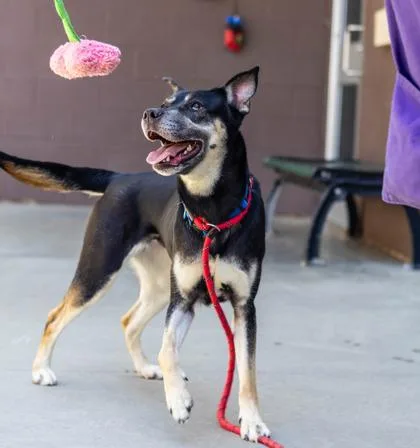 An adult large-sized female Mixed Breed dog named Zinnia for adoption in Chamblee, GA