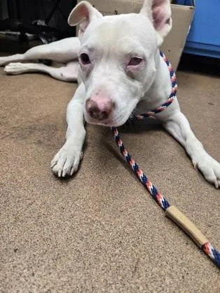 An adult medium-sized female Mixed Breed dog named Mira for adoption in West Chester, PA