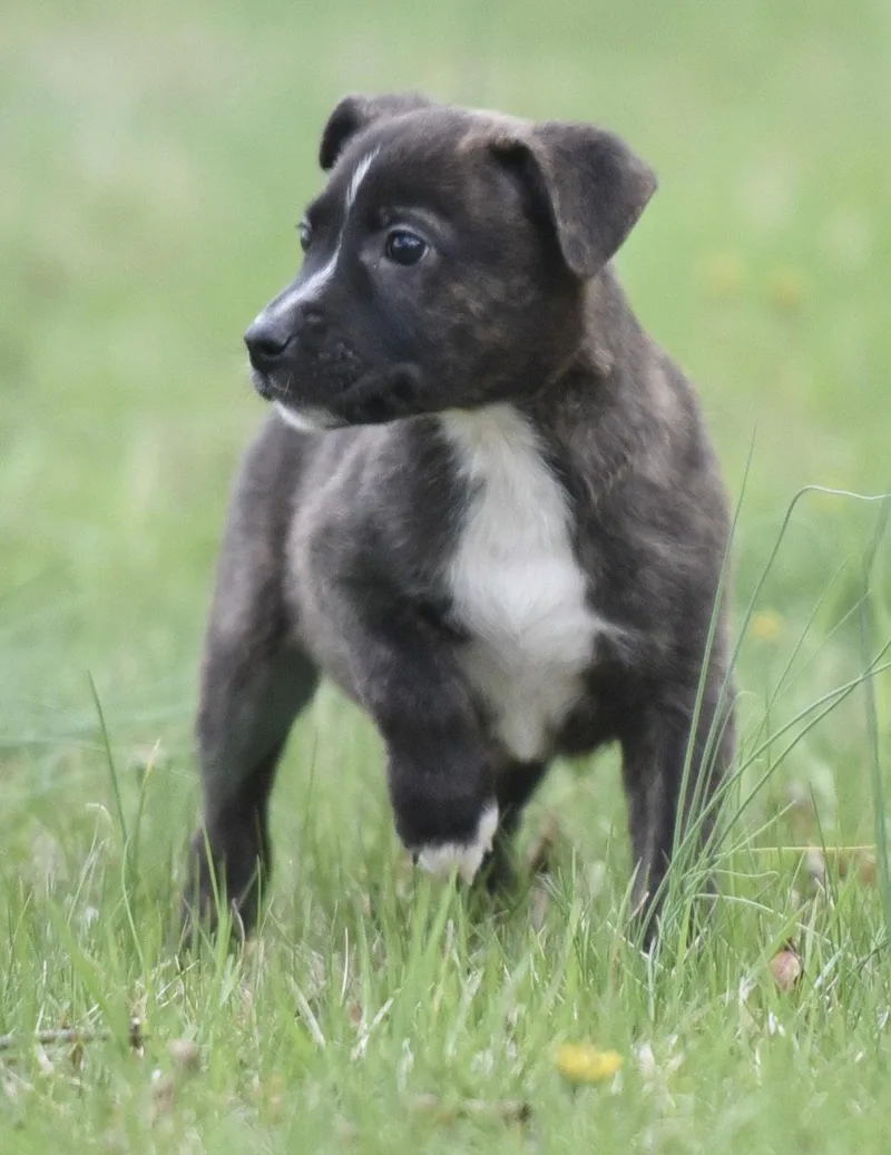 A baby small-sized male Chihuahua dog named Beckett for adoption in Mechanicsburg, PA
