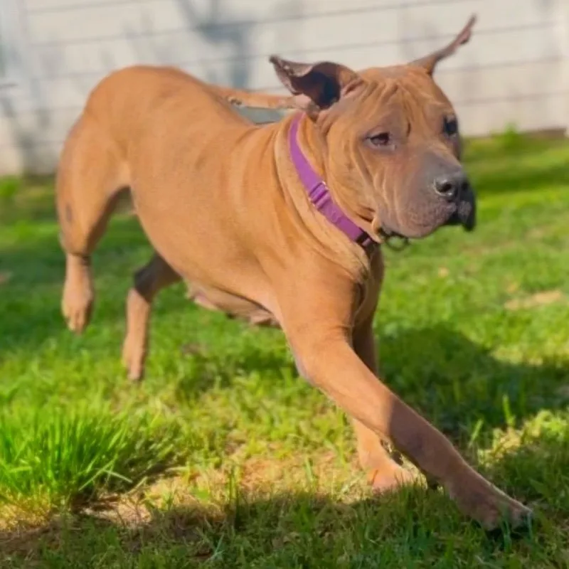 An adult large-sized female Golden American Staffordshire Terrier dog named Cherry for adoption in Houston, TX