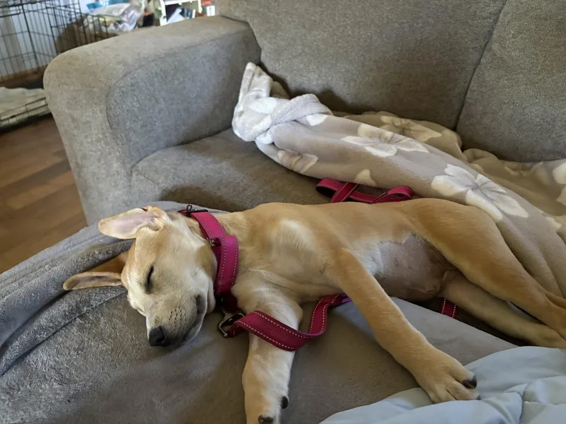 Mia