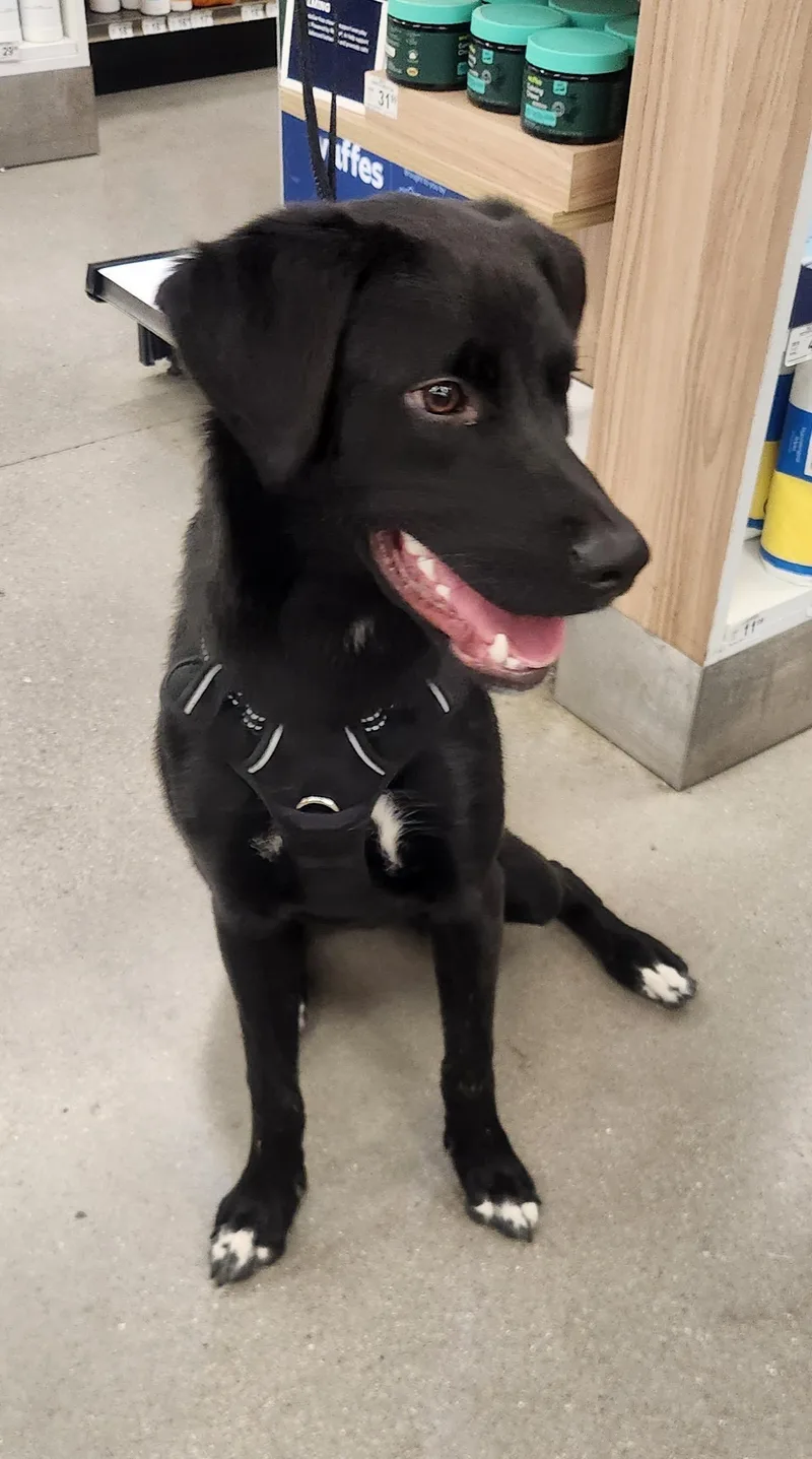 A young medium-sized male Black Labrador Retriever dog named Milo for adoption in Las Vegas, NV