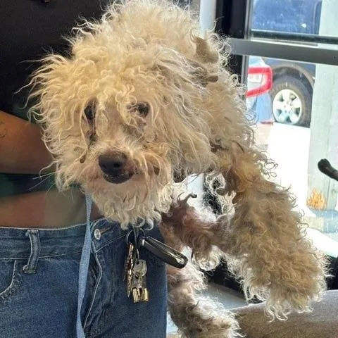 An adult small-sized male White / Cream Terrier dog named Mathew for adoption in Long Beach, CA