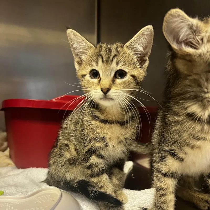 A baby small-sized female Brown / Chocolate Domestic Short Hair cat named Ellie for adoption in Harrisville, WV