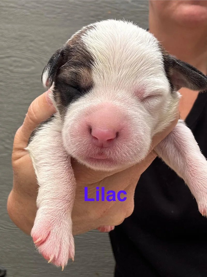 Lilly's Flowers  Lilac