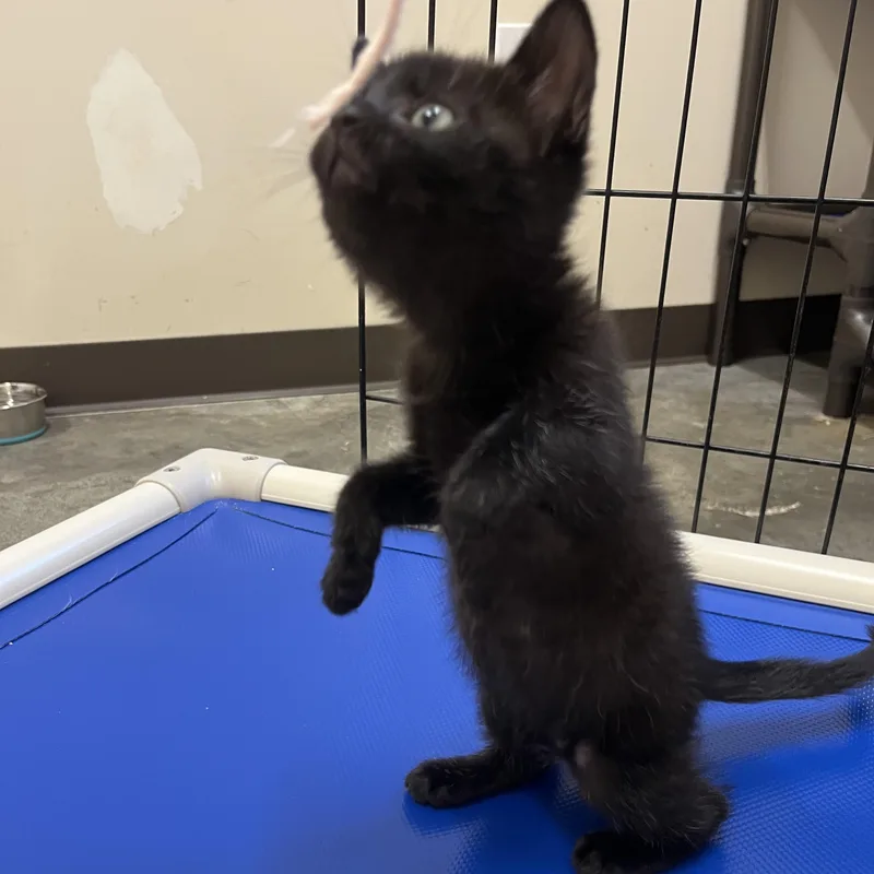 A baby medium-sized female Black Domestic Short Hair cat named Barbell for adoption in Salisbury, NC