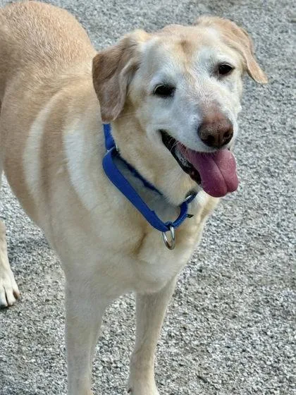 An adult large-sized female Mixed Breed dog named Buttercup for adoption in Fairfax, VA